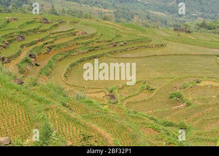 Neu gepflanzte Reisterrassen im Pu Luong Nature Reserve, Vietnam Stockfoto