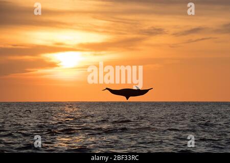 ostspinner Delfin, Stenella longirostris orientalis, Springen bei Sonnenuntergang, vor dem südlichen Costa Rica, Mittelamerika ( Ostpazifik ) Stockfoto