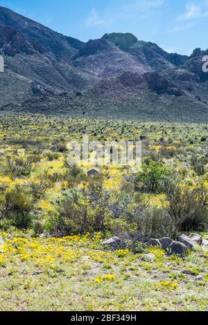 Wüstenmohn im Frühling, Las Cruces NM #8077 Stockfoto