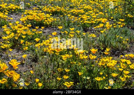 Wüstenmohn im Frühling, Las Cruces NM #8081 Stockfoto