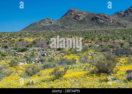 Wüstenmohn im Frühling, Las Cruces NM #8085 Stockfoto