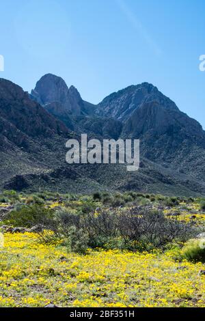 Wüstenmohn im Frühling, Las Cruces NM #8088 Stockfoto