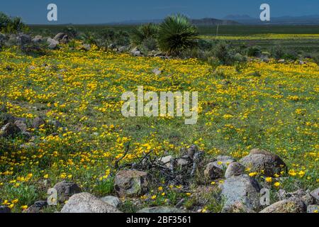 Wüstenmohn im Frühling, Las Cruces NM #8095 Stockfoto