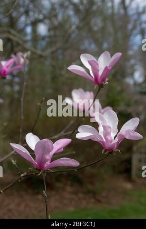 Schöner Tulpenbaum Magnolia, auch Saucer Magnolia genannt, blüht im Frühjahr in North Carolina mit duftenden rosa Blüten Stockfoto