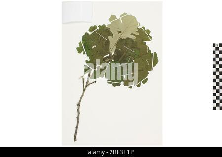 Bur Eiche. Dieses Objekt ist Teil der Sammlung Bildung und Öffentlichkeitsarbeit, von denen einige im Wissenschaftsbildungszentrum Q?rius zu sehen sind.58 Jan 2020 Stockfoto