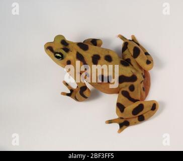 Panamaischer Goldener Frosch. Art: Zeteki,Gattung: Atelopus,Familie: Bufonidae,Ordnung: Anura,Klasse: Amphibia,Stamm: Chordata,Königreich: Animalia,Amphibien Stockfoto