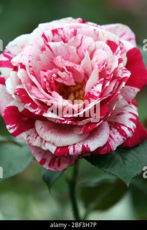 NAHAUFNAHME EINER SCHÖNEN ROT-WEISSEN ROSE (ROSA) Stockfoto
