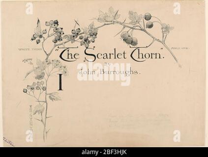 Design for Title Page Überschrift des Scarlet Thorn von John Burroughs. Über Titel, Autor und Anfangsbuchstabe (I) befindet sich eine Anordnung von Blättern, Blüten, Beeren und Dornenzweigen mit der Aufschrift 'Washington Thorn' (unten links); 'White Thorn' (oben links); 'Apple Haw' (oben rechts) Stockfoto