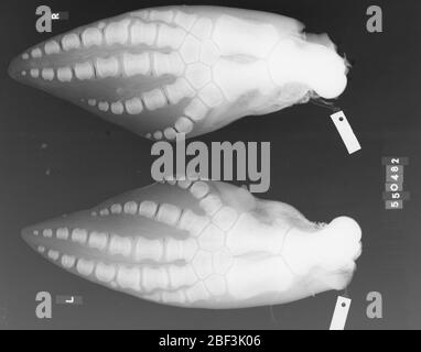 Kogia sima Owen 1866. 18 November 20191 Stockfoto