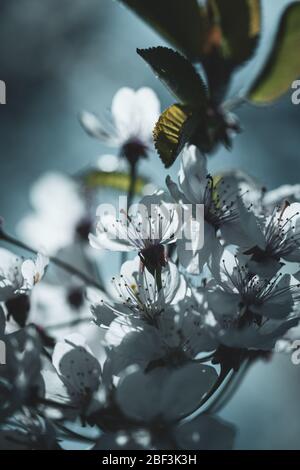 Kirschbaum Zweig in voller Blüte im Frühjahr - Nahaufnahme Makro Stockfoto