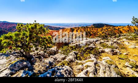 Wandern Sie durch die halb-wüstenartige Landschaft und Berge auf dem Cassidy Trail und Rich Trail im Red Canyon State Park in Utah, USA Stockfoto