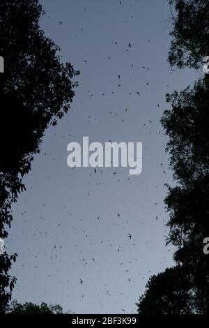 Hunderttausende von Cave Swifts, die sich in Tham Lod, Thailand, auf den Roost umstellen Stockfoto