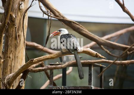 Von der Deckens Hornbill. Von der Decken's Hornbill,Kleinmammerhaus,Art: Deckeni,Gattung: Tockus,Familie: Bucerotidae,Ordnung: Coraciiformes,Klasse: Aves,Stamm: Chordata,Königreich: Animalia,Hornbill,Vogel,SMH Stockfoto