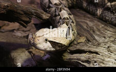 Gaboon Viper. Art: Gabonica,Gattung: Bitis,Familie: Viperidae,Ordnung: Squamata,Klasse: Reptilien,Stamm: Chordata,Königreich: Animalia,Gabun Viper,Schlange,Reptil,Viper Stockfoto