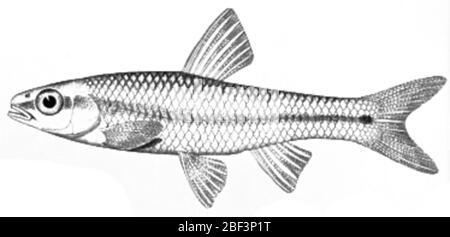 Notropis nux. Gezeichnete Lectotype Bezeichnung durch evermann, B. W. und W. c. kendall, 1894. Die Fische von texas und dem rio grande Becken, betrachtet hauptsächlich mit Bezug auf ihre geographische Verteilung. bulletin der united States Fish commission für 1892, Vol. 12. Typ-Status bestätigt durch c. Stockfoto