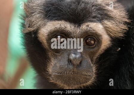 Pileated Gibbon im Phnom Tamao Zoological Park und Wildlife Rescue Centre, Kambodscha Stockfoto