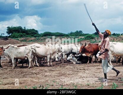1993 - Ein somalischer Viehzüchter Rinder Rinder in Kismayo, Somalia, während US-Streitkräfte in Somalia wurden für den Betrieb weiterhin Hoffnung. Stockfoto