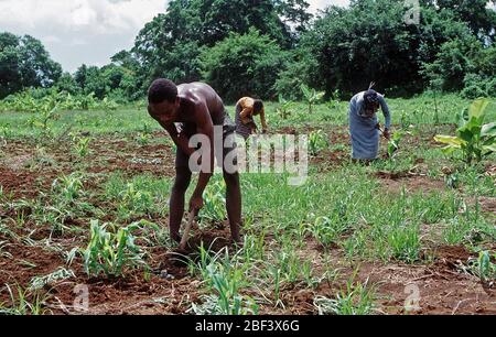 1993 - somalischen Bauern in die Felder in Kismayo, Somalia arbeiten während der US-Streitkräfte in Somalia wurden für den Betrieb weiterhin Hoffnung. Stockfoto