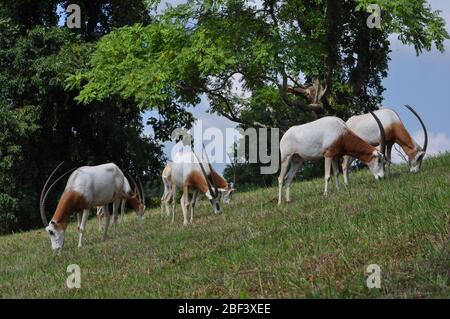 Skimitarhorned Oryx. Arten: Dammah,Gattung: Oryx,Familie: Bovidae,Ordnung: Artiodactyla,Klasse: Mammalia,Stamm: Chordata,Königreich: Animalia,Säbelhornhauch Oryx,Oryx,Huftiere,Gerinierte Huftiere,SCI,Front Royal,Männchen,Gerinierte Huftiere Stockfoto