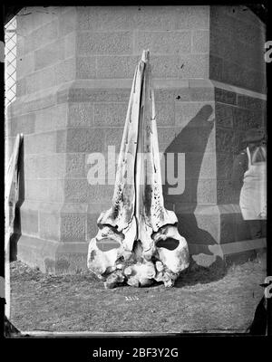 Grauer Whale-Schädel. Schädel, Grauwal [Eschrichtius robustus]. Nordpazifik. USNM A 13803.lehnte sich gegen das Äußere des Smithsonian Institution Building oder Castle.Smithsonian Institution Archives, gem. 11-007, Box 013, Bild-Nr. Stockfoto