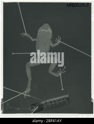 Diasporus gularis. Oktober 20181 Stockfoto