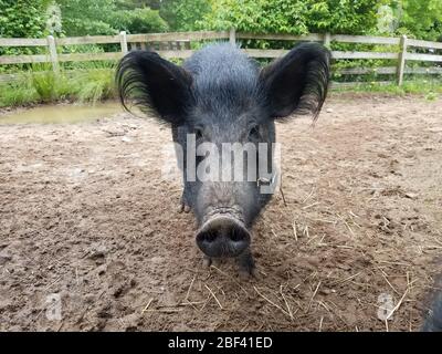 Ossabaw Island Hog. Arten: Scrofa,Gattung: Sus,Familie: Suidae,Ordnung: Artiodactyla,Klasse: Mammalia,Stamm: Chordata,Königreich: Animalia,Ossabaw Island Hog,Wildschwein,Weibchen,Savannah Sparrow,Kids Farm,Huftiere,Eben-Huftiere,Hug Stockfoto