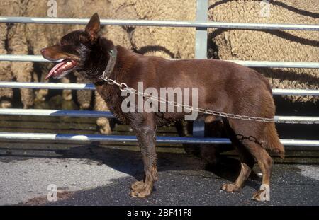 AUSTRALISCHER KELPIE-ARBEITSHUND AN EINER KETTE VOR EINEM SCHAFSTALL, LÄNDLICHES SÜDAUSTRALIEN. Stockfoto