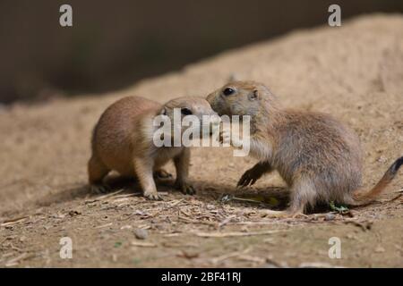 Blacktailed Prairie Dog. Art: Ludovicianus,Gattung: Cynomys,Familie: Sciuridae,Ordnung: Rodentia,Klasse: Mammalia,Stamm: Chordata,Königreich: Animalia,Schwarzschwanz Prairie Dog,Prairie Dog,Nagetier,Baby,jung Stockfoto