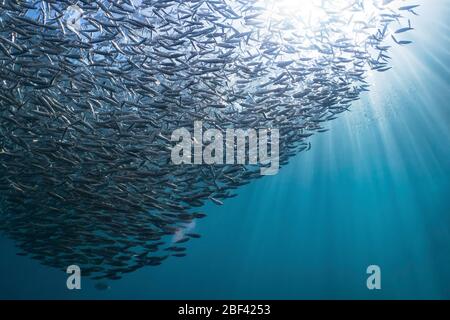 Unterwasserwelt Stockfoto