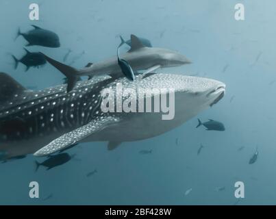 Riesiger weiblicher Walhai (Rhincodon typus) mit seinem eigenen Ökosystem von kleineren Fischen, einschließlich eines großen Dunkelhais, östlicher Pazifik, Mexiko Stockfoto