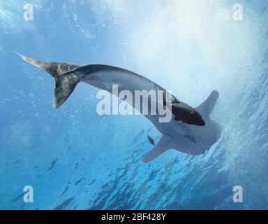 Blick von unten auf riesigen weiblichen Walhai (Rhincodon typus) mit schwarzen Jacks (Caranx lugubris) schwimmen unten, östlichen Pazifik, Mexiko, Farbe Stockfoto