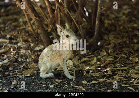 Patagonische Mara. Art: Patagonum,Gattung: Dolichotis,Familie: Kavidae,Ordnung: Rodentia,Klasse: Mammalia,Stamm: Chordata,Königreich: Animalia,Patagonischer Hase,Patagonische Mara,Nagetier,Baby,jung,Junge,Welpen Stockfoto