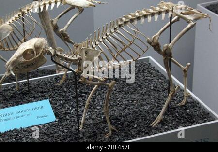 Tragulus javanicus. August 20141, 20 Stockfoto