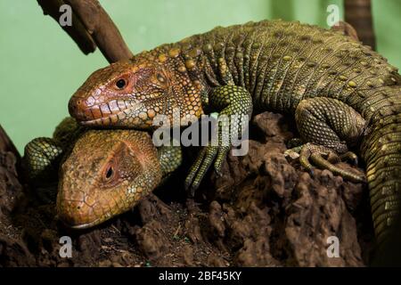 Kaiman Lizard. Reptil,Art: Guianensis,Gattung: Dracaena,Familie: Teiidae,Ordnung: Squamata,Klasse: Reptilien,Stamm: Chordata,Königreich: Animalia,Kaiman-Eidechse,Eidechse Stockfoto