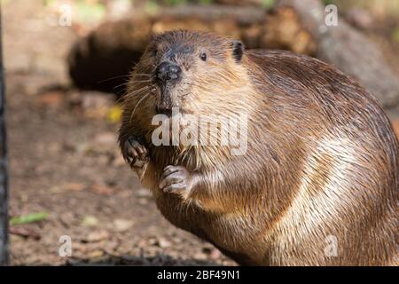 American Beaver. Art: Canadensis,Gattung: Castor,Familie: Castoridae,Ordnung: Rodentia,Klasse: Mammalia,Stamm: Chordata,Königreich: Animalia,amerikanischer Biber,Biber,Nagetier,Amt,amerikanischer Weg Stockfoto