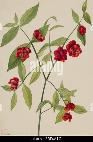 ErdbeerBushHerz Bustin mit Liebe Euonymus Americanus. Stockfoto