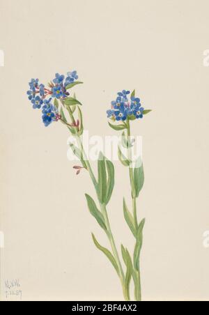 Alpine vergessmenot Myosotis alpestris. Stockfoto