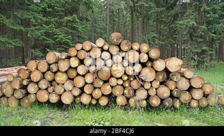 Gestapelte Fichtenstämme vor einem Wald Stockfoto