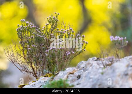 Wilder Thymian in der Provence, Frankreich Stockfoto