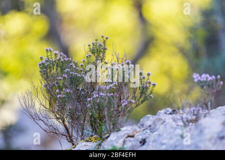 Wilder Thymian in der Provence, Frankreich Stockfoto