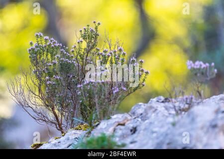 Wilder Thymian in der Provence, Frankreich Stockfoto