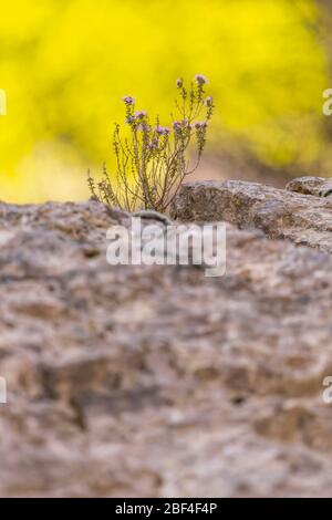 Wilder Thymian in der Provence, Frankreich Stockfoto