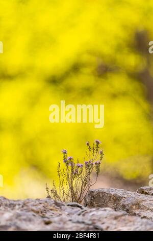 Wilder Thymian in der Provence, Frankreich Stockfoto