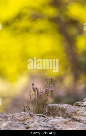 Wilder Thymian in der Provence, Frankreich Stockfoto