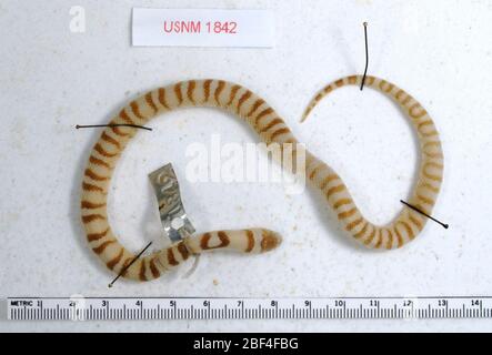 Lampropeltis triangulum multistriata. Februar 20191, 15 Stockfoto