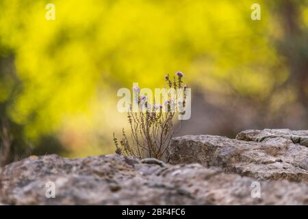 Wilder Thymian in der Provence, Frankreich Stockfoto