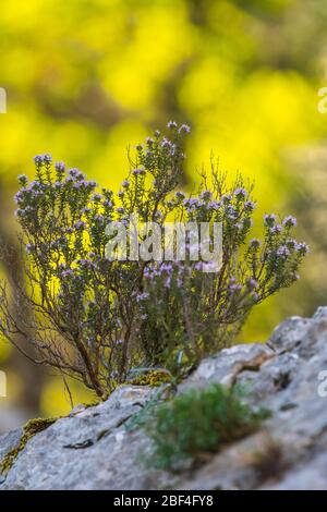 Wilder Thymian in der Provence, Frankreich Stockfoto