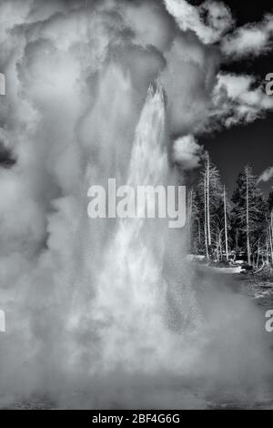 Grand Geyser bricht im Yellowstone National Park aus. Stockfoto