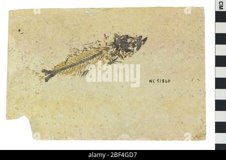 Fossiler Perchlike Fisch. Dieses Objekt ist Teil der Sammlung Bildung und Öffentlichkeitsarbeit, von denen einige im Q?rius Science Education Center sind und zu sehen sind.Cenozoic - Paläogene - Eozene114 Jan 2020Green River - Fossil Butte Stockfoto