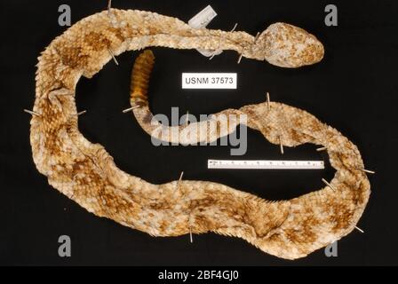 Crotalus mitchellii pyrrhus. Oktober 20181 Stockfoto